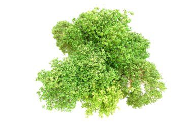 Beyaz arka planda yeşil ağaçlar. 3D görüntüleme. Doğa