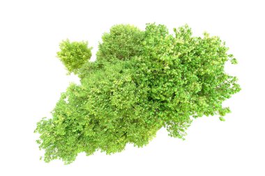 Beyaz arka planda yeşil ağaçlar. 3D görüntüleme. Doğa