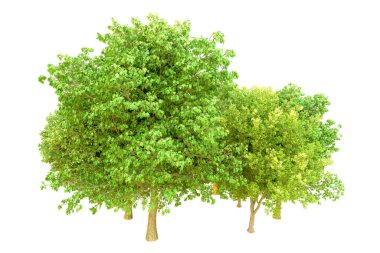 Beyaz arka planda yeşil ağaçlar. 3D görüntüleme. Doğa