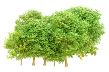 Beyaz arka planda yeşil ağaçlar. 3D görüntüleme. Doğa