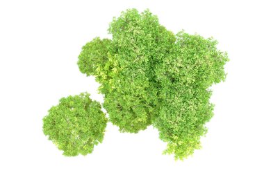 Beyaz arka planda yeşil ağaçlar. 3D görüntüleme. Doğa