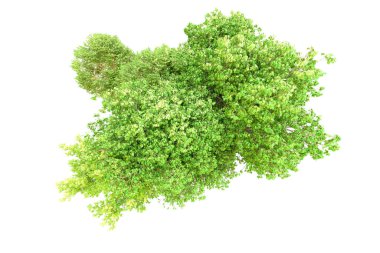 Beyaz arka planda yeşil ağaçlar. 3D görüntüleme. Doğa