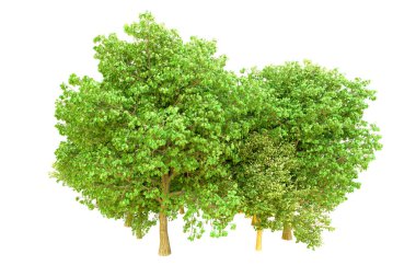 Beyaz arka planda yeşil ağaçlar. 3D görüntüleme. Doğa