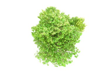 Beyaz arka planda yeşil ağaçlar. 3D görüntüleme. Doğa