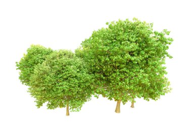 Beyaz arka planda yeşil ağaçlar. 3D görüntüleme. Doğa