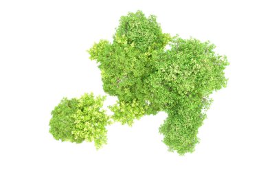 Beyaz arka planda yeşil ağaçlar. 3D görüntüleme. Doğa