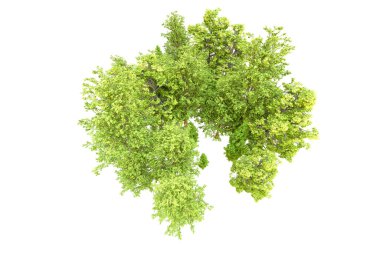 Beyaz arka planda yeşil ağaçlar. 3D görüntüleme. Doğa