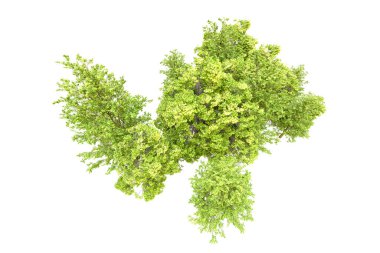 Beyaz arka planda yeşil ağaçlar. 3D görüntüleme. Doğa