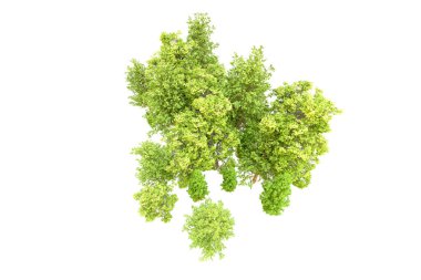 Beyaz arka planda yeşil ağaçlar. 3D görüntüleme. Doğa