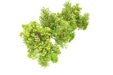 Beyaz arka planda yeşil ağaçlar. 3D görüntüleme. Doğa