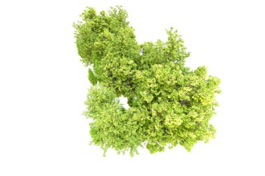 Beyaz arka planda yeşil ağaçlar. 3D görüntüleme. Doğa