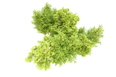 Beyaz arka planda yeşil ağaçlar. 3D görüntüleme. Doğa
