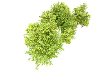 Beyaz arka planda yeşil ağaçlar. 3D görüntüleme. Doğa