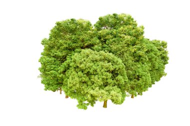 Beyaz arka planda yeşil ağaçlar. 3D görüntüleme. Doğa