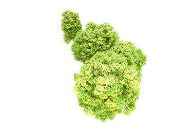 Beyaz arka planda yeşil ağaçlar. 3D görüntüleme. Doğa