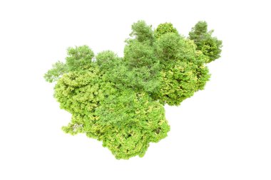 Beyaz arka planda yeşil ağaçlar. 3D görüntüleme. Doğa