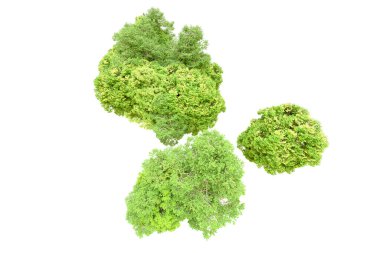 Beyaz arka planda yeşil ağaçlar. 3D görüntüleme. Doğa