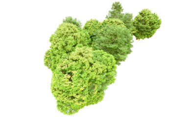 Beyaz arka planda yeşil ağaçlar. 3D görüntüleme. Doğa