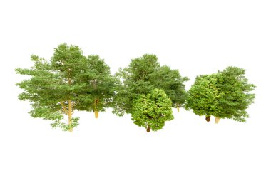 Beyaz arka planda yeşil ağaçlar. 3D görüntüleme. Doğa