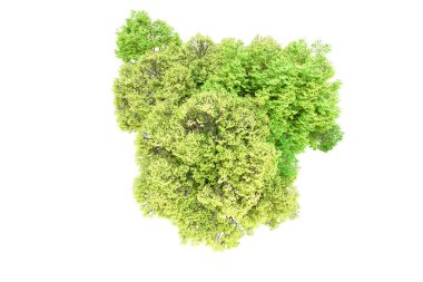 Beyaz arka planda yeşil ağaçlar. 3D görüntüleme. Doğa