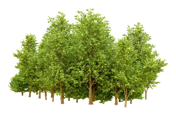 Beyaz arka planda yeşil ağaçlar. 3D görüntüleme. Doğa