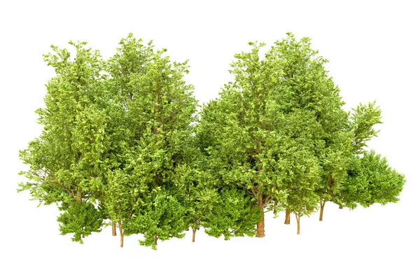 Beyaz arka planda yeşil ağaçlar. 3D görüntüleme. Doğa