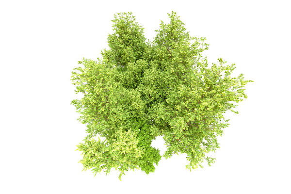 Green trees on white background. 3d rendering. Nature