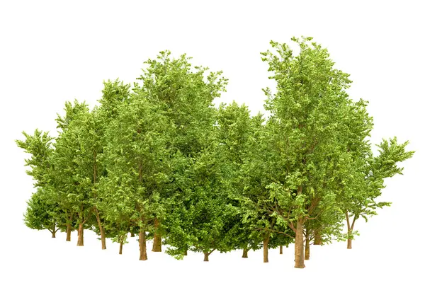 Beyaz arka planda yeşil ağaçlar. 3D görüntüleme. Doğa
