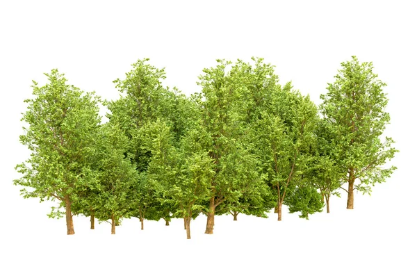 Beyaz arka planda yeşil ağaçlar. 3D görüntüleme. Doğa