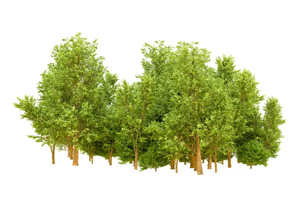Beyaz arka planda yeşil ağaçlar. 3D görüntüleme. Doğa