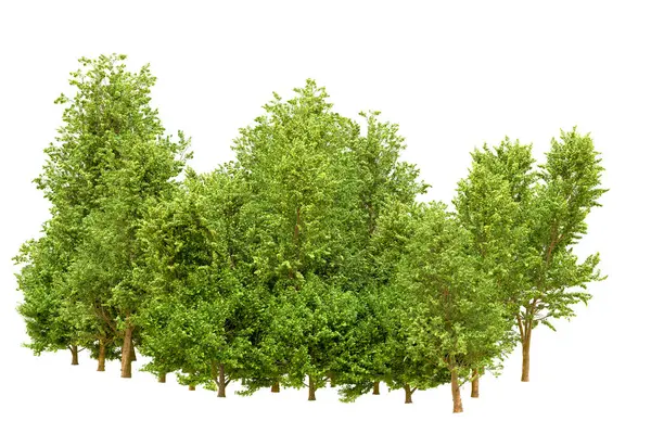 Beyaz arka planda yeşil ağaçlar. 3D görüntüleme. Doğa