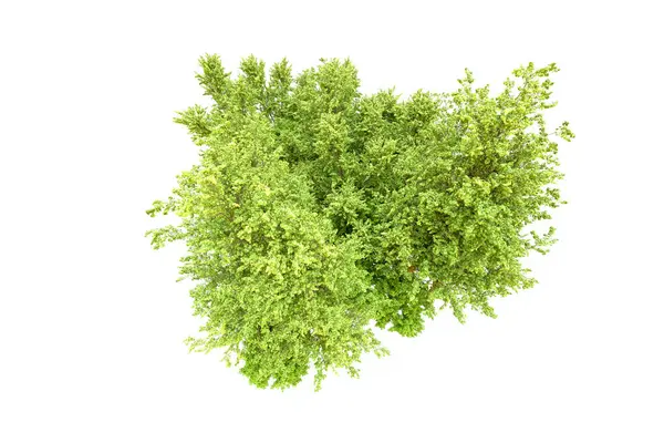Beyaz arka planda yeşil ağaçlar. 3D görüntüleme. Doğa