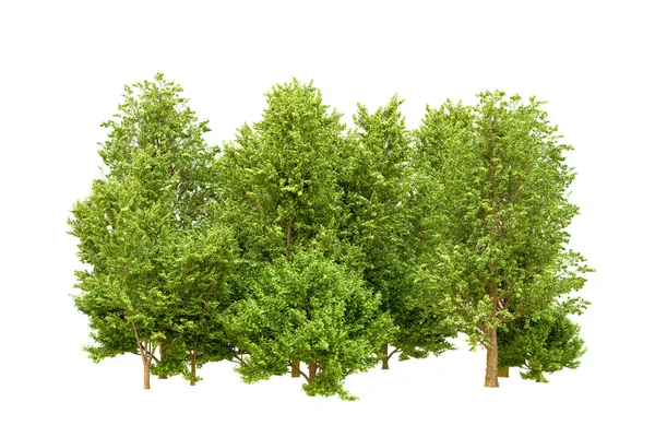 Beyaz arka planda yeşil ağaçlar. 3D görüntüleme. Doğa