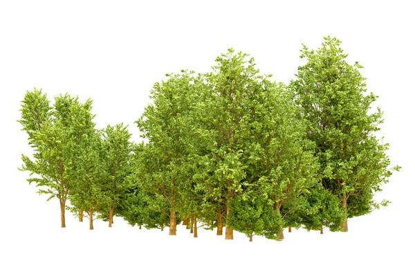 Beyaz arka planda yeşil ağaçlar. 3D görüntüleme. Doğa