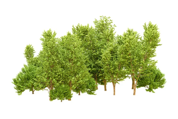 Beyaz arka planda yeşil ağaçlar. 3D görüntüleme. Doğa