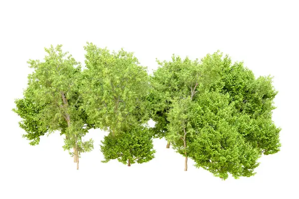 Beyaz arka planda yeşil ağaçlar. 3D görüntüleme. Doğa