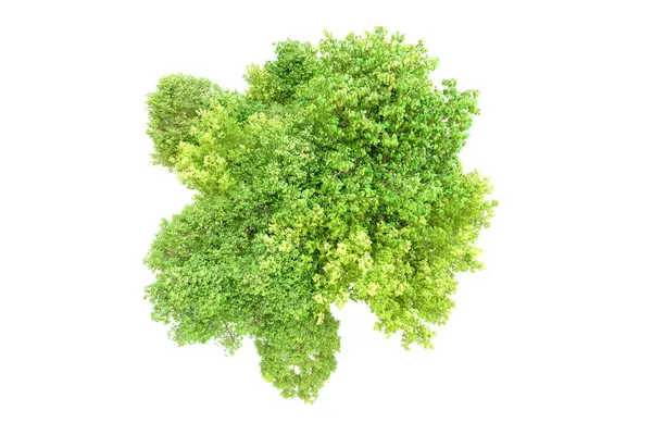 Beyaz arka planda yeşil ağaçlar. 3D görüntüleme. Doğa