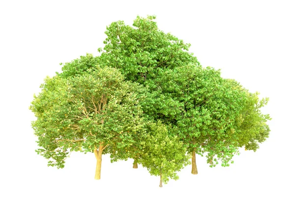 Green Trees White Background Rendering Nature — Stock Photo, Image
