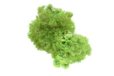 Beyaz arka planda yeşil ağaçlar. 3D görüntüleme. Doğa