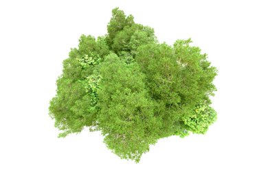 Beyaz arka planda yeşil ağaçlar. 3D görüntüleme. Doğa