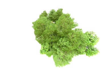 Beyaz arka planda yeşil ağaçlar. 3D görüntüleme. Doğa