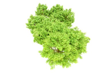 Beyaz arka planda yeşil ağaçlar. 3D görüntüleme. Doğa