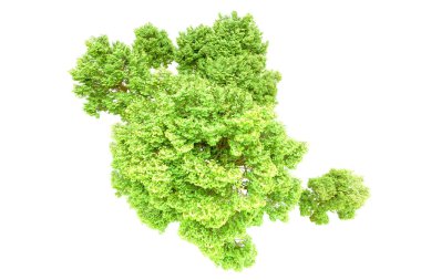 Beyaz arka planda yeşil ağaçlar. 3D görüntüleme. Doğa