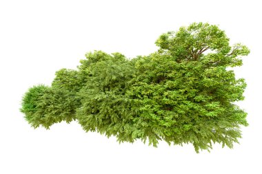 Beyaz arka planda yeşil ağaçlar. 3D görüntüleme. Doğa