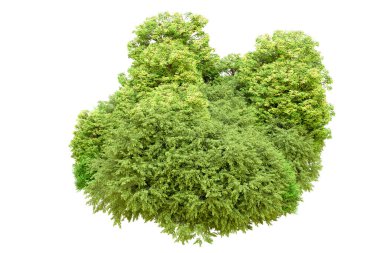 Beyaz arka planda yeşil ağaçlar. 3D görüntüleme. Doğa