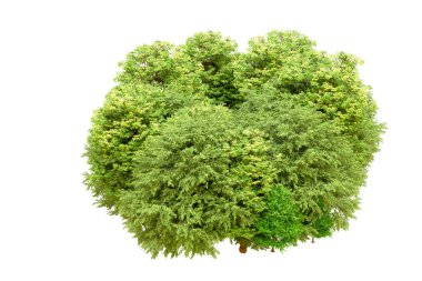 Beyaz arka planda yeşil ağaçlar. 3D görüntüleme. Doğa