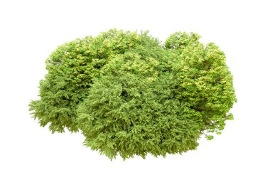 Beyaz arka planda yeşil ağaçlar. 3D görüntüleme. Doğa