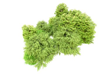 Beyaz arka planda yeşil ağaçlar. 3D görüntüleme. Doğa