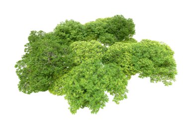 Beyaz arka planda yeşil ağaçlar. 3D görüntüleme. Doğa