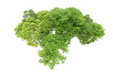 Beyaz arka planda yeşil ağaçlar. 3D görüntüleme. Doğa